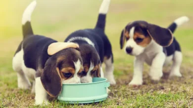 croquettes pour un chiot