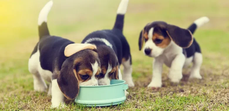 croquettes pour un chiot